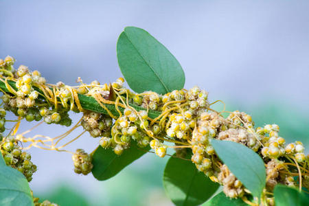 菟丝子菟丝子属是寄生植物照片