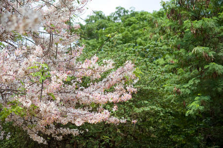 一群粉红色的樱花在日本夏季前如此美丽和新鲜