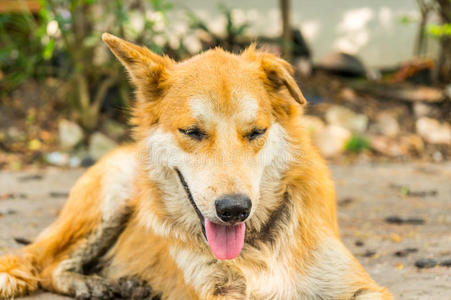 泰语 夏天 犬科动物 哺乳动物 睡觉 面对 动物 自然 地面