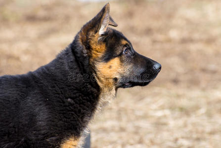 德国牧羊犬