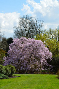 春天 乡村 开花 景观 苏塞克斯 英国 公园 花园 自然