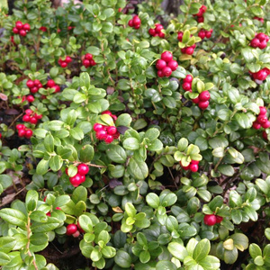 季节 自然 蔓越莓 树叶 植物 山莓 水果 颜色 秋天 食物