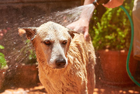 头发 浴室 动物 水疗中心 可爱的 小狗 喷雾 洗澡 沐浴