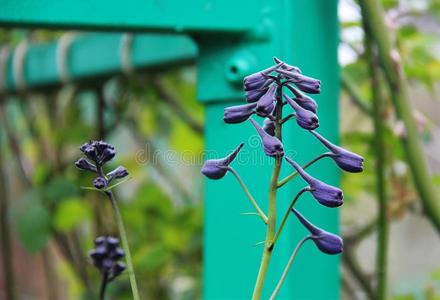 花芽