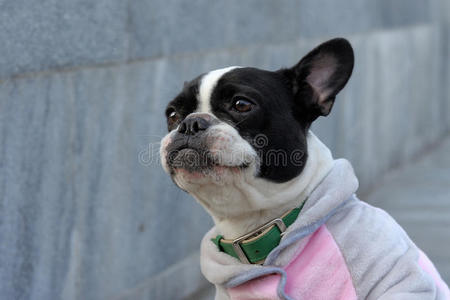 法国斗牛犬的特写肖像