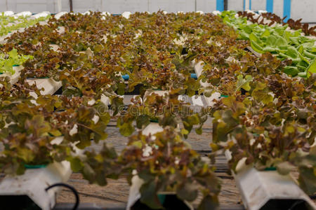 植物 沙拉 生菜 成长 农业 花园 植物学 种植园 自然