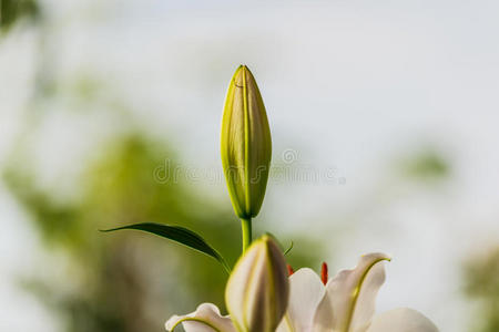 颜色 漂亮的 美女 百合花 优雅 花园 周年纪念日 庆祝