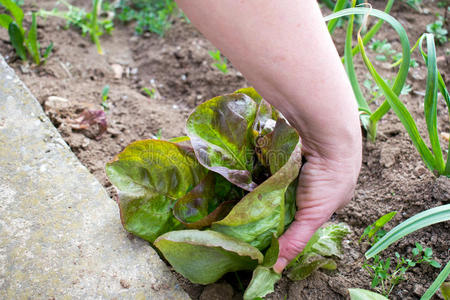 领域 自然 维生素 生长 植物 摘下 花园 食物 农业 春天