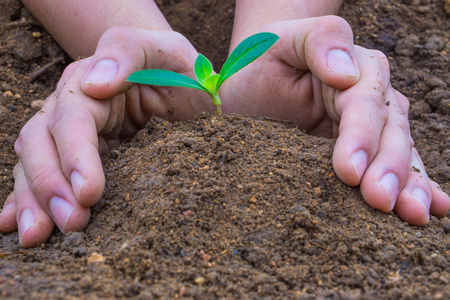 Close up hand planting tree into the dry soil. Earth day. World 