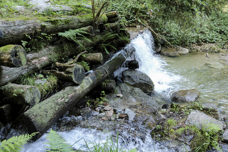 风景 苔藓 森林 夏天 流动 课程 水坑 自然 假日 岩石