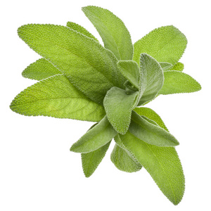 Sage herb leaves  bouquet isolated on white background cutout. 