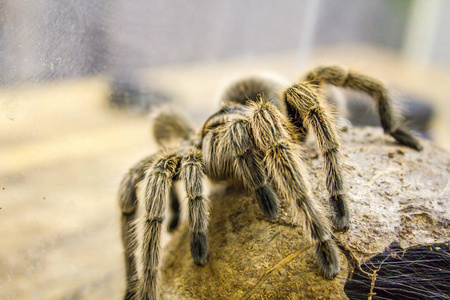 捕鸟蛛一个巨大的蜘蛛,歌利亚食鸟狼蛛(世界上最大的狼蛛)特写镜头