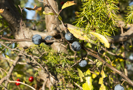 树枝上是黑刺,背景是树枝墨西哥图勒姆市的黑刺尾鬣