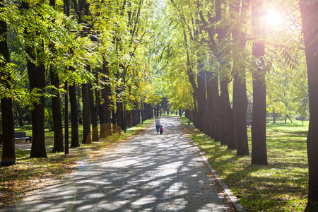 Alley in the park on a sunny day. 