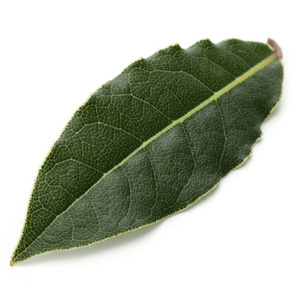 Aromatic bay leaves 