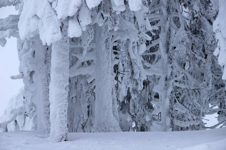 雪松