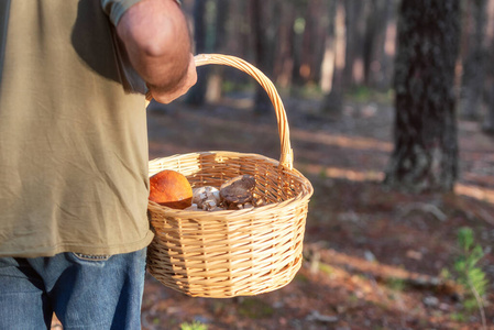 拿着柳条篮子在森林里采蘑菇的人。秋天的自然。