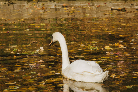 在一个美丽的秋天，阳光明媚的日子里，一只白天鹅在长着黄叶的湖面上游泳。这只鸟正在清理羽毛。