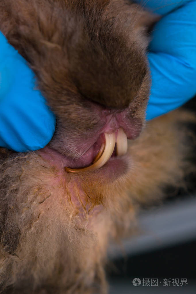 兽医诊所里长满牙齿的兔子