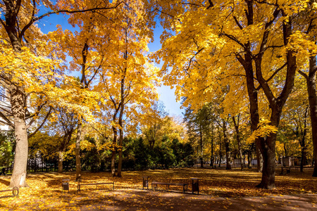 秋天,阳光明媚,金黄的树在公园里落叶.照片