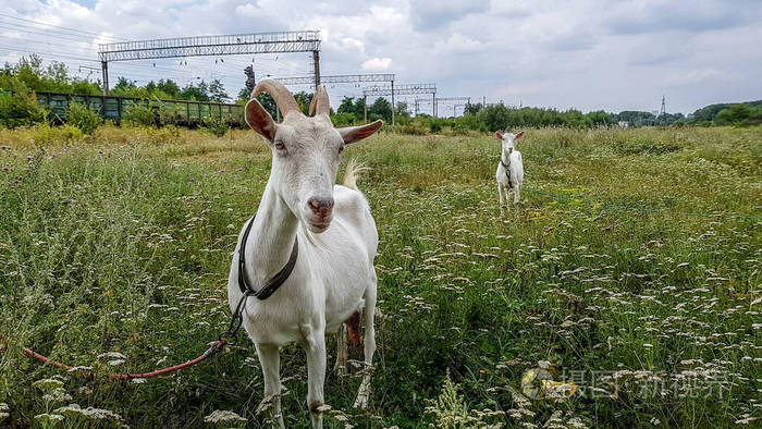 一只老山羊在草地上吃草