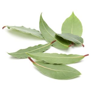 Aromatic bay leaves 