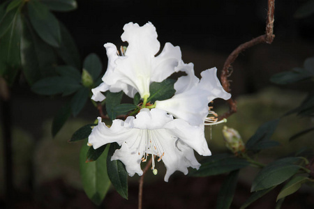 春天 灌木丛 亚热带 植物区系 自然 夏天 植物 颜色 开花