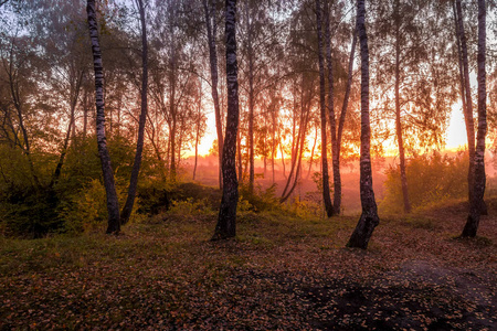 在一个有雾的晴朗秋日早晨，在白桦林中日出。