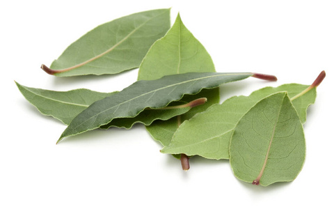 Aromatic bay leaves 