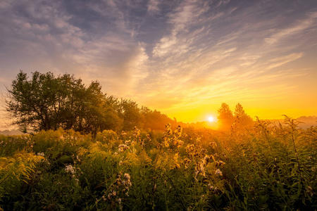 野生紫鲜花在有雾的夏日早晨,日出在布满鲜花的田野上.照片