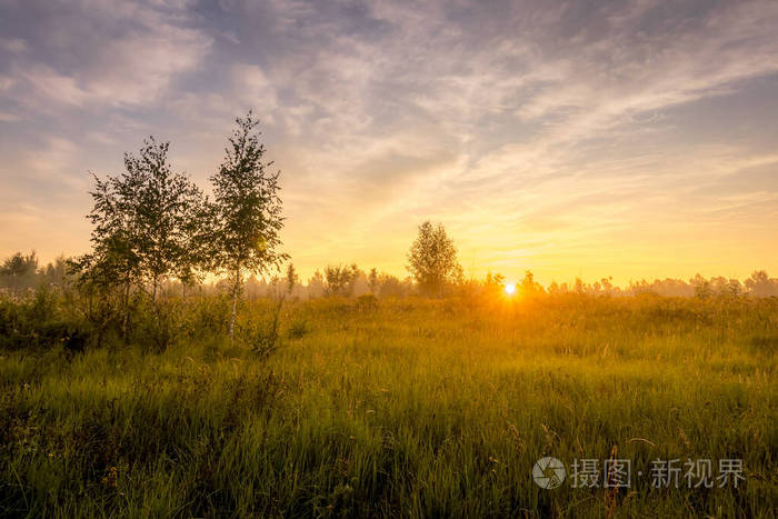 在有雾的夏日早晨日出在布满鲜花的田野上