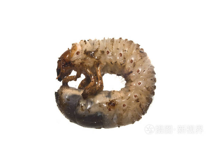 白色背景下隔离的蠕虫