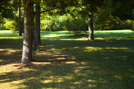 Green lawn and pine trees 