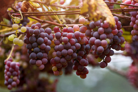 一串串红葡萄，罗莎达，来自葡萄园。葡萄收获。葡萄园在夕阳下秋收。一堆葡萄的特写，背景。秋天成熟的葡萄
