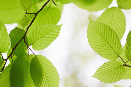 模糊 温暖的 特写镜头 春天 黄檀 条件 花园 纹理 变模糊