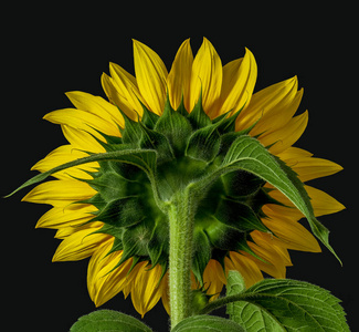 黄绿向日葵背面宏观,叶,芽,黑色照片