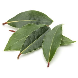 Aromatic bay leaves 