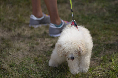 贵宾犬 公园 繁殖 犬科动物 哺乳动物 动物 夏天 比丘