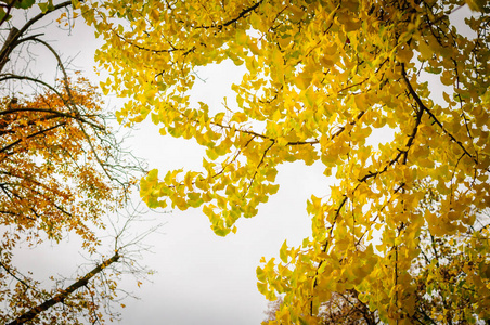 秋天黄色的银杏叶在天空的背景下。树上的树枝