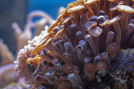 海洋水族馆里的彩色珊瑚。宏观摄影