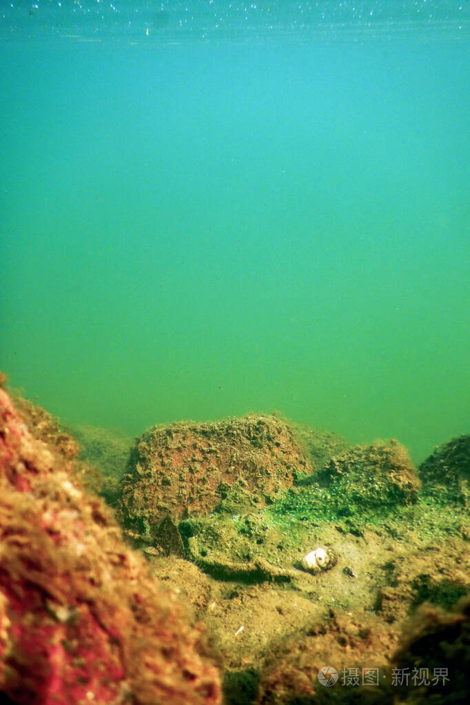 水下淡水植物群水下底部河流湖泊