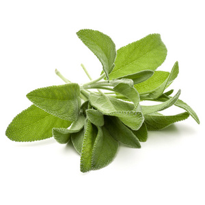 Sage herb leaves  bouquet isolated on white background cutout. 