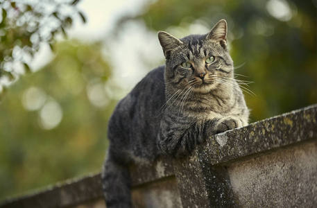 猫躺在墙上2