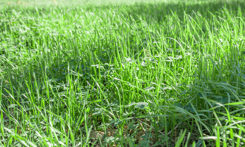 娱乐 春天 植物 土地 草地 夏天 自然 领域 生态学 足球