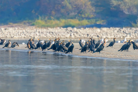 Great Cormorants Resting on a Sand Coast Phalacrocorax carbo 