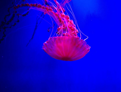 水族馆里有粉红色灯光的水母图片