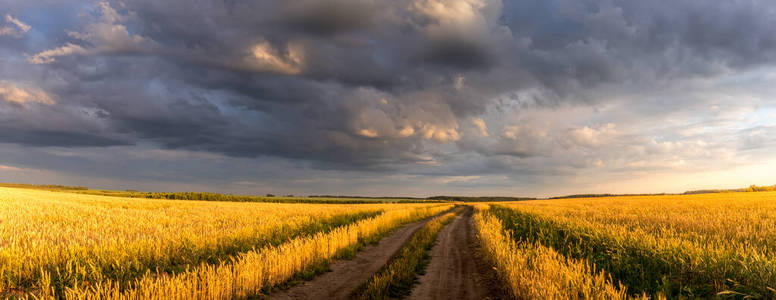 夏天阳光明媚，天空多云的田野，长着金黄色的小麦或黑麦。