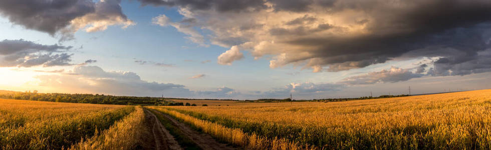 夏天阳光明媚，天空多云的田野，长着金黄色的小麦或黑麦。