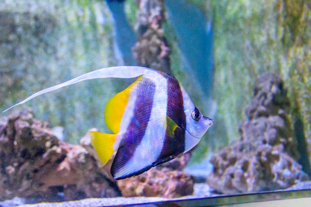 眼睛 淡水 动物 生活 海洋 动物园 海的 热带 特写镜头