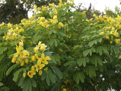 园艺 美女 盛开 夏天 领域 植物学 花瓣 花的 季节 花园